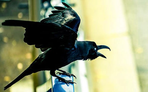 一年级人教版《乌鸦喝水》教学反思