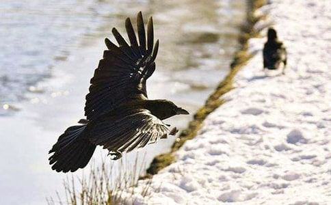 有关《乌鸦喝水》教案集锦七篇