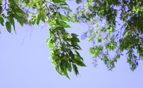 2023年优美的午安QQ问候语大合集55句