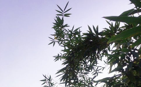 温馨的午安QQ问候语49句