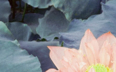 夏至活动策划方案