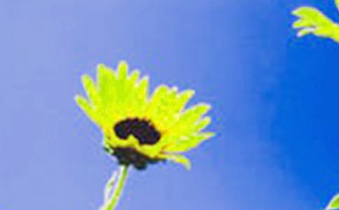 《种植向日葵》中班下学期科学教案