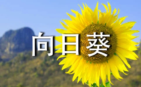 《种植向日葵》中班教案