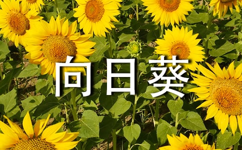 《向日葵女孩》观后感
