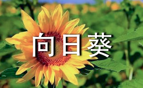 《向日葵》教案