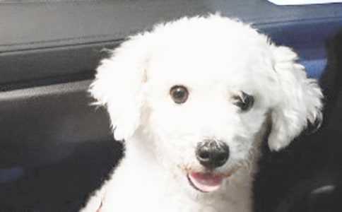 《口哨与小狗》教案