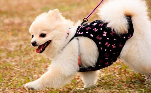 《小狗钱钱》读后感(精选22篇)