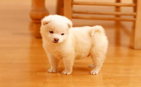 《小狗钱钱》读后感15篇