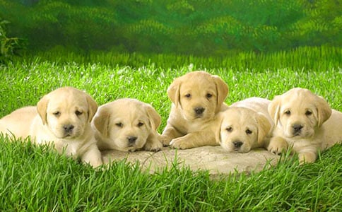 小班快乐小狗教案