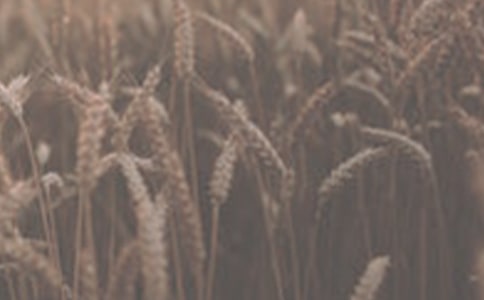 大班科学教案：认识小麦