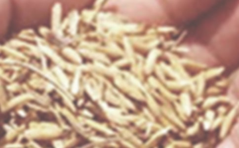 小麦的一生大班社会教案