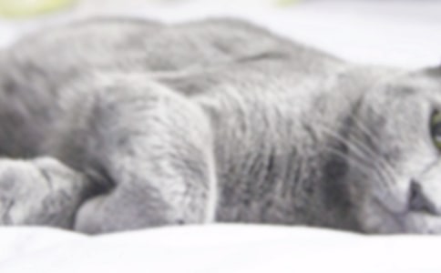 小班歌曲教案：小猫叫咪咪