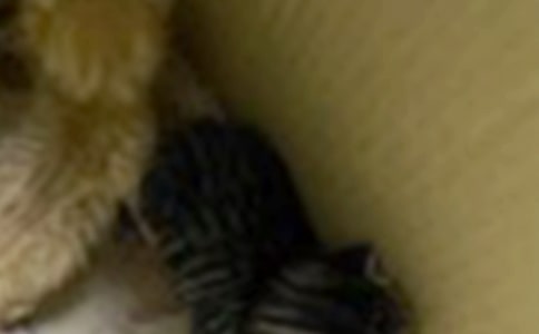 《可爱的小猫》说课稿