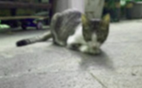 小猫捉鱼教案