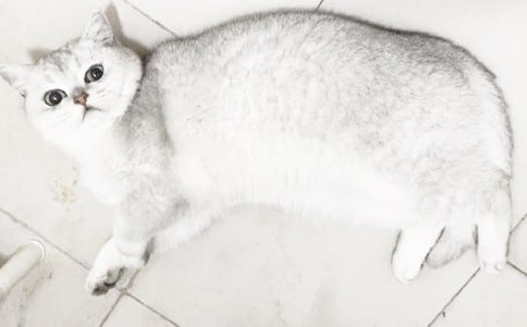 小班《爱清洁的小猫》教案