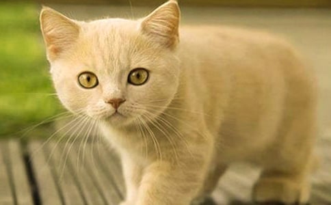 小班故事《小猫咪咪》教案