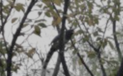 《小鸟回家》教案