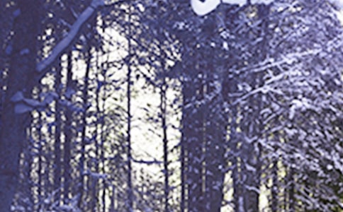 小雪节气问候语(必备15篇)