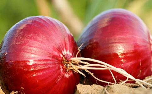 (荐)《洋葱头历险记》的读后感范文7篇