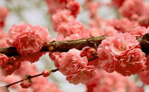 樱花巷的秘密读后感400字(精选5篇)