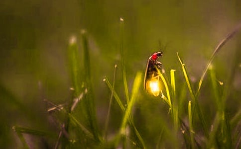 中班社会教案《萤火虫找朋友》