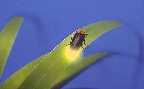 《萤火虫》教学反思萤火虫教学活动反思
