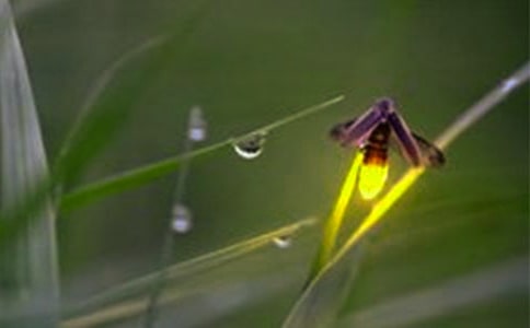 《再见，萤火虫》观后感5篇