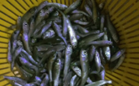 罗非鱼苗买卖合同