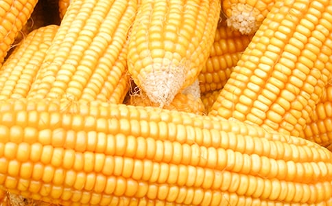 鲜玉米收购合同集合4篇