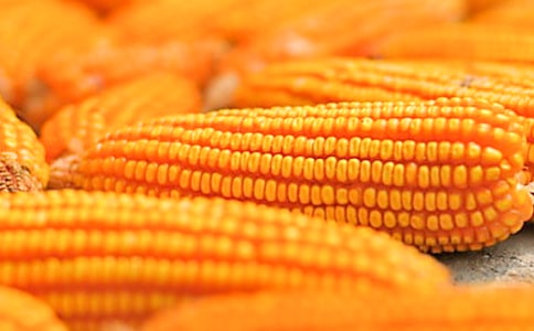 吉林省农业种植玉米购买合同(汇编11篇)