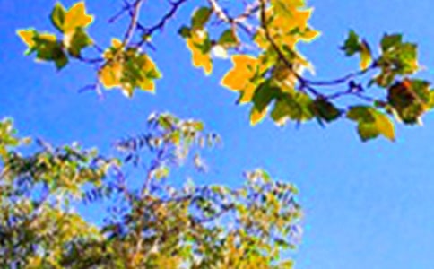 唯美早安问候语大全(通用115句)