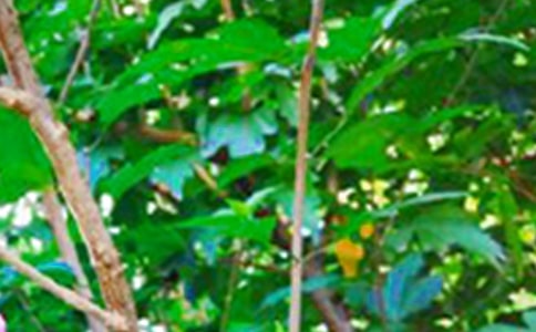 有关每日一签早安QQ问候语摘录62句