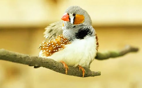 《珍珠鸟》教学反思集合15篇