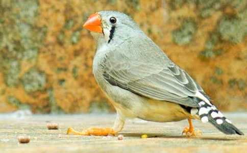 《珍珠鸟》说课稿