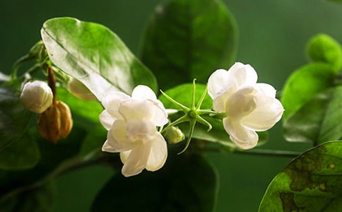 《茉莉花》教案15篇[热门]