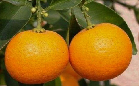 小班教案：橘子宝宝