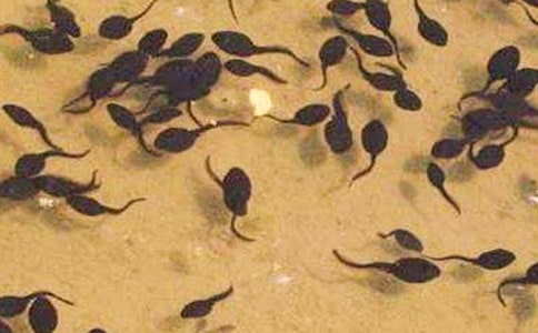 《池塘里的小蝌蚪》大班美术优质教案