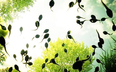 小班美术《小蝌蚪找妈妈》