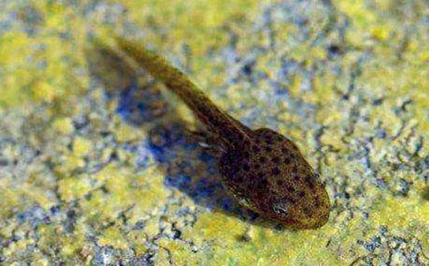 实用的小蝌蚪找妈妈教案模板合集7篇