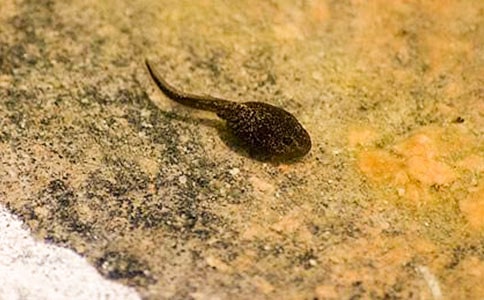 儿歌《小蝌蚪》教案