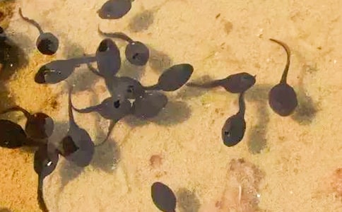 (精)《小蝌蚪找妈妈》教学反思