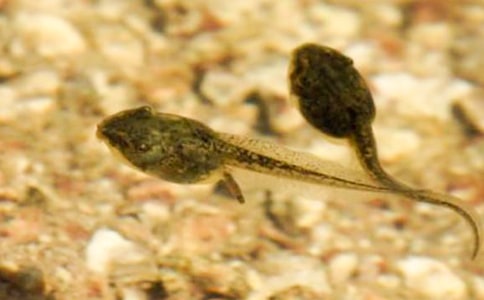 【推荐】小蝌蚪找妈妈教案七篇