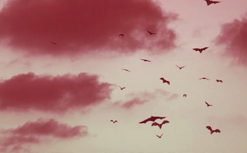 关于蝙蝠和雷达教案范文8篇