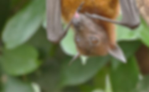 《蝙蝠和雷达》教学反思15篇