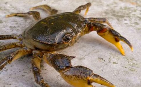 大班儿歌教案认识螃蟹