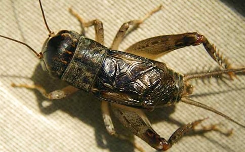 《蟋蟀的住宅》教学反思[优秀]