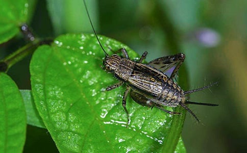 蟋蟀的住宅教学反思(汇编15篇)