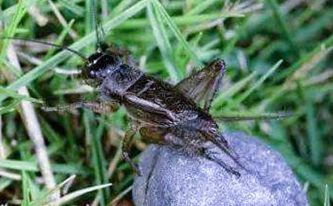 蟋蟀的住宅教学反思(15篇)