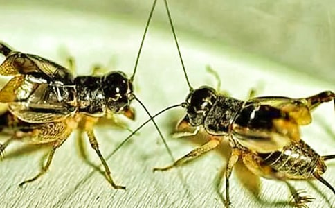 蟋蟀的住宅的教学设计