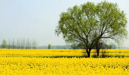 春游踏青活动总结